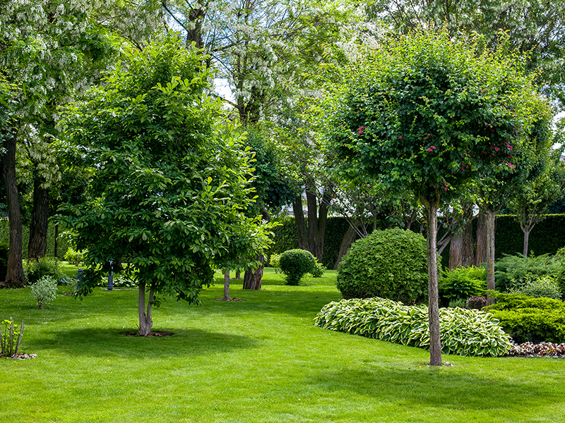 Luscious green lawn